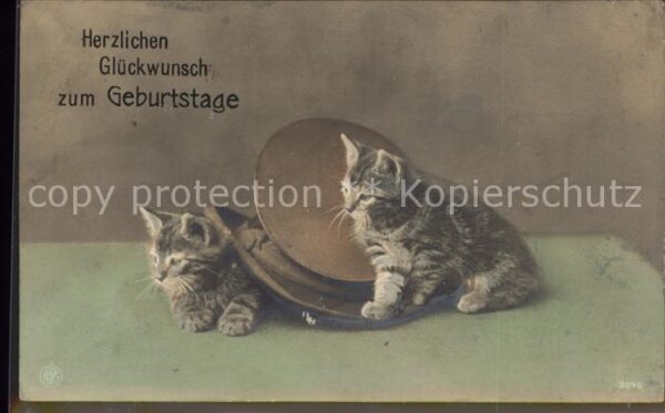 Foto NPG Nr. 2848 Katzen Geburtstag Glückwunsch