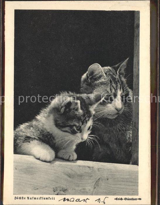 Katzen