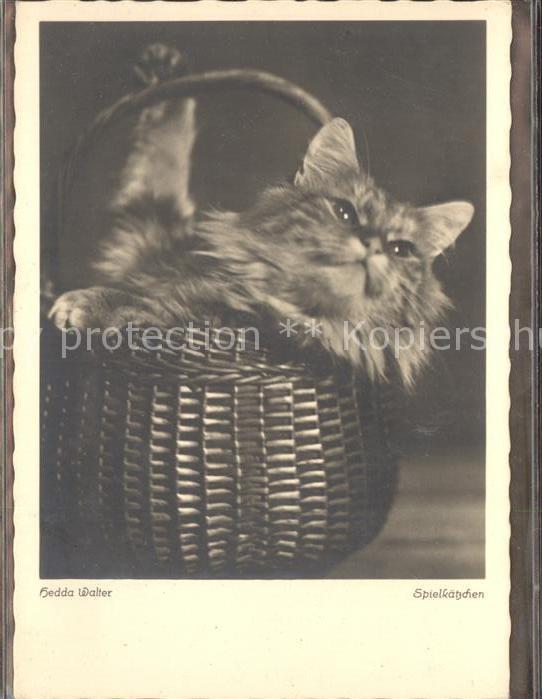 Katzen Hedda Walter