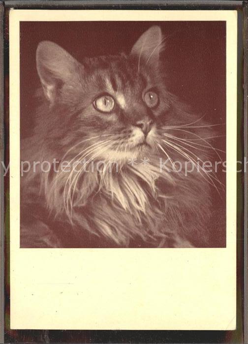 Katzen Wiener Tierschutzverein