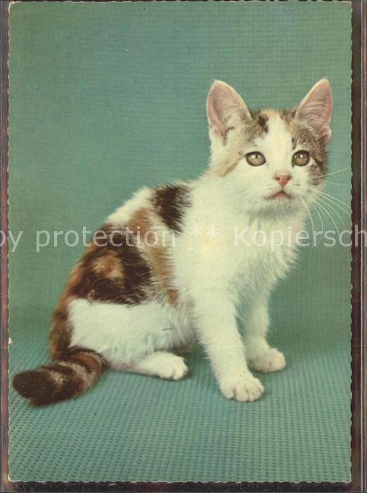 Katzen