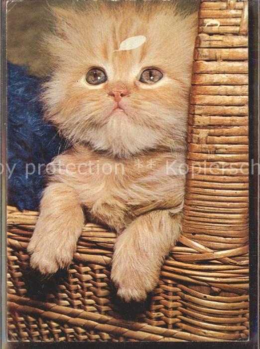 Katzen