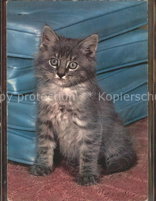 Katzen