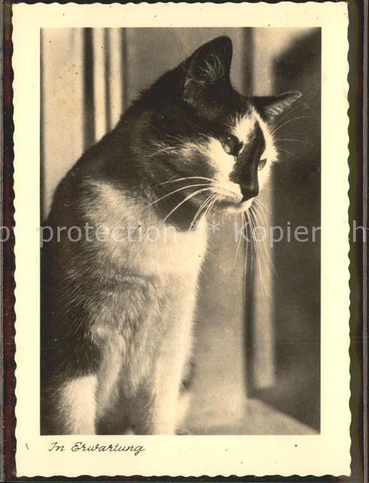 Katzen Stoja-Verlag Nürnberg