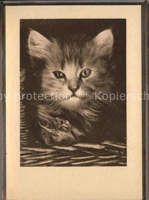 Katzen