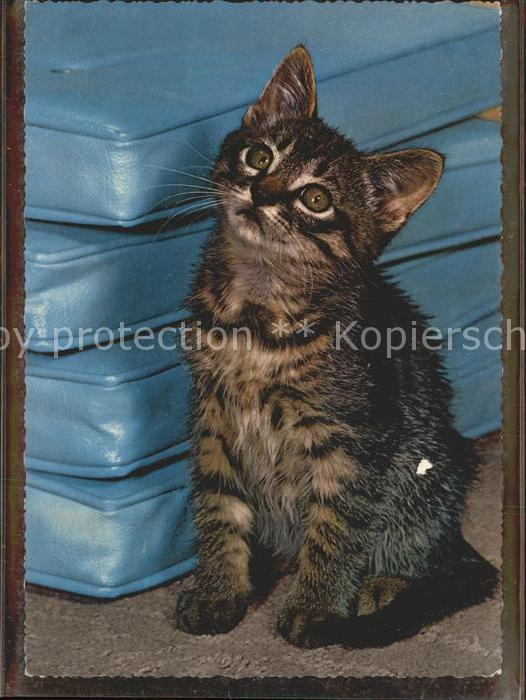 Katzen