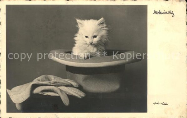 Katzen Hut Handschuhe