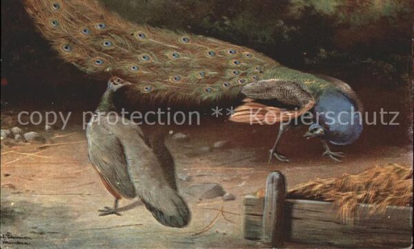 Tiere Pfau