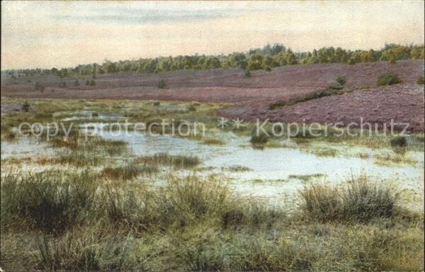 Verlag Photochromie Nr. 1675 Flieder