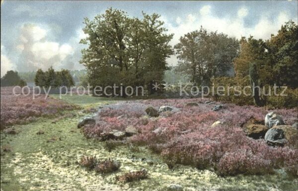 Verlag Photochromie Nr. 1678 Flieder