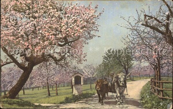 Verlag Photochromie Nr. 3030 Ochsen Bäume