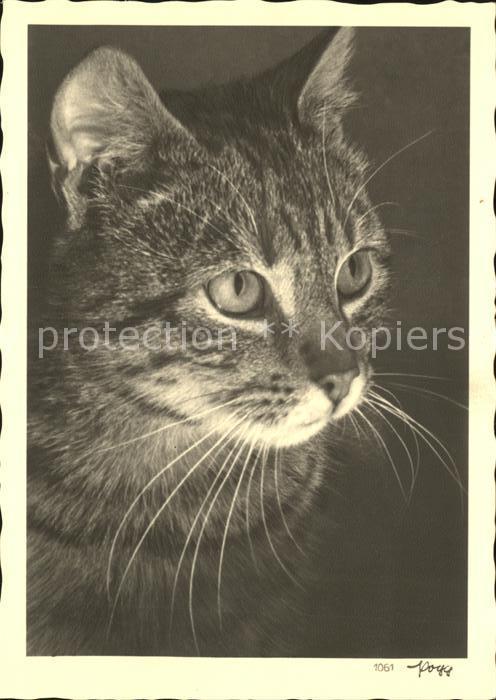 Katzen