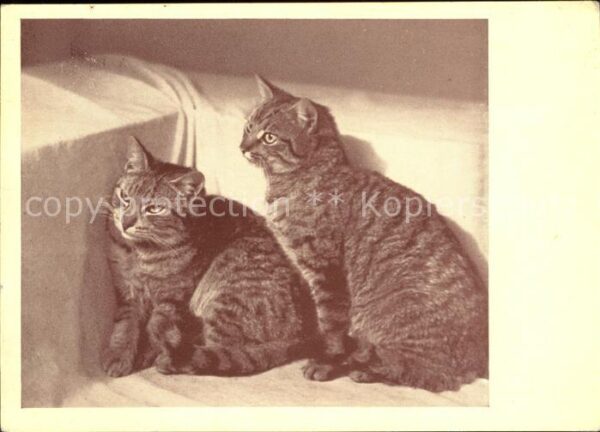 Katzen Landestierschutzverein für Steiermark
