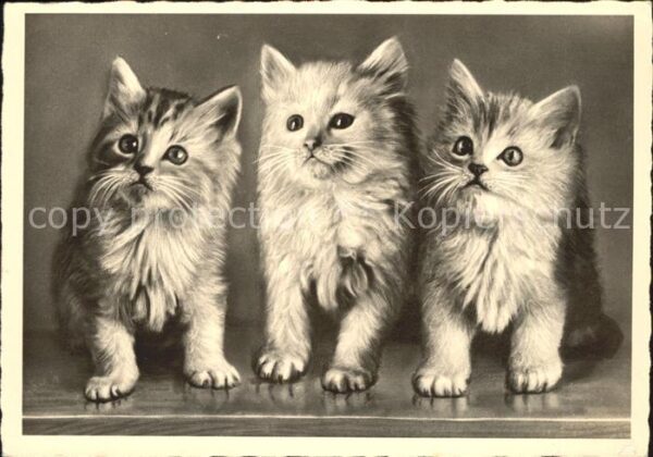 Katzen Eas-Verlag Nr. 330