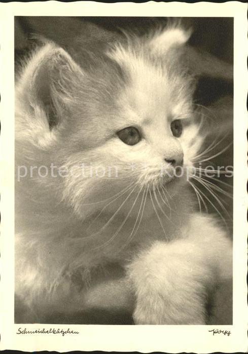 Katzen Popp-Karte