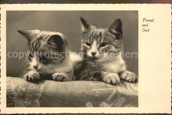 Katzen