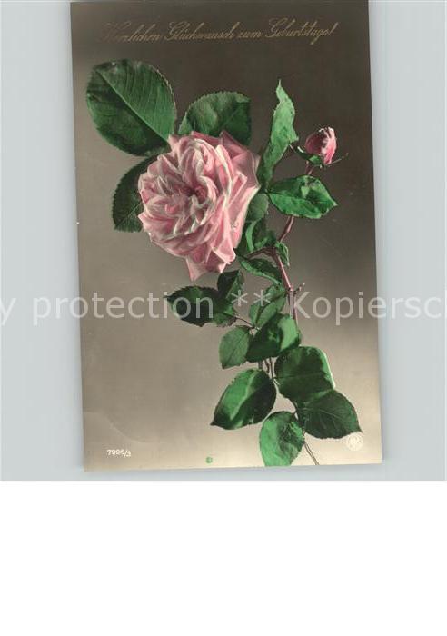 Glueckwunsch Zum Geburtstag Rose