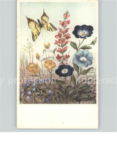 Schmetterlinge Blumen