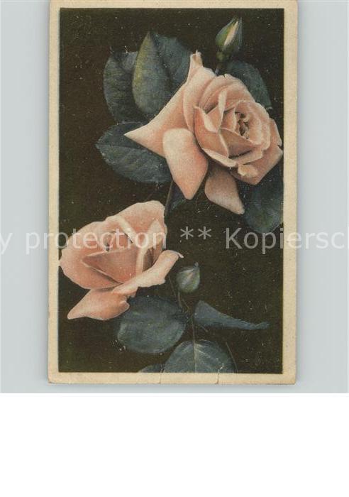 Rosen