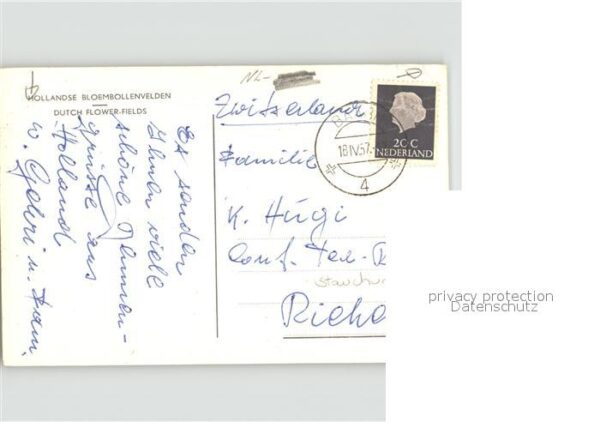 Windmuehle Holland Blumenfeld – Bild 2