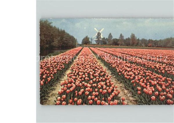 Niederlande Blumenfeld Windmühle
