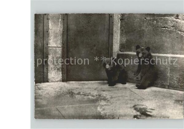 Tiere Bern Bären