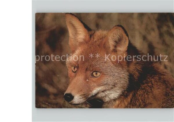 Fuchs Tiere