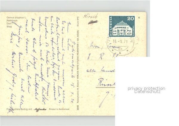 Hirsch Rothirsch – Bild 2