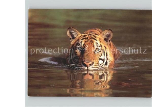 Tiger Tiere