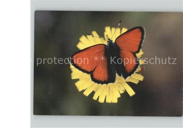 Schmetterlinge Blume