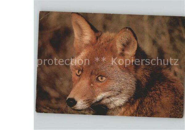 Fuchs Tiere