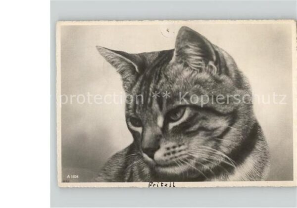 Katzen