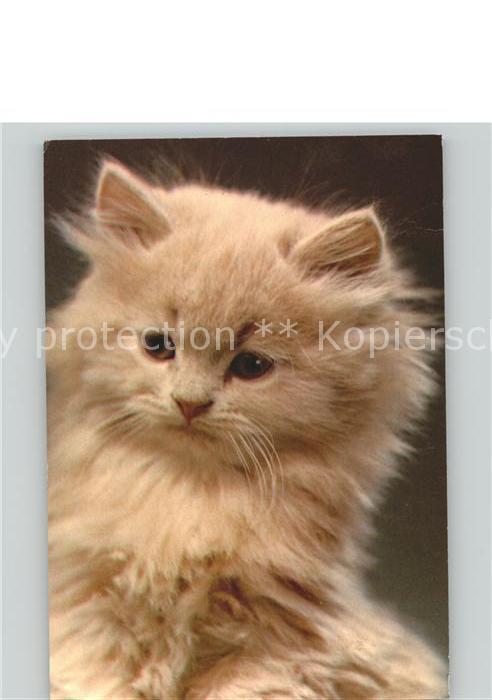Katzen