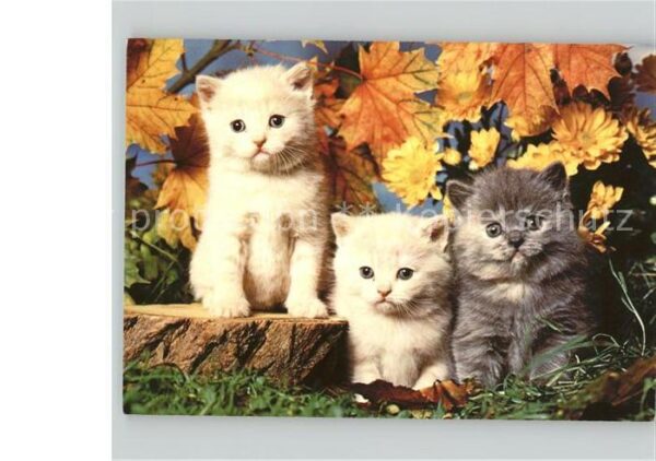 Katzen