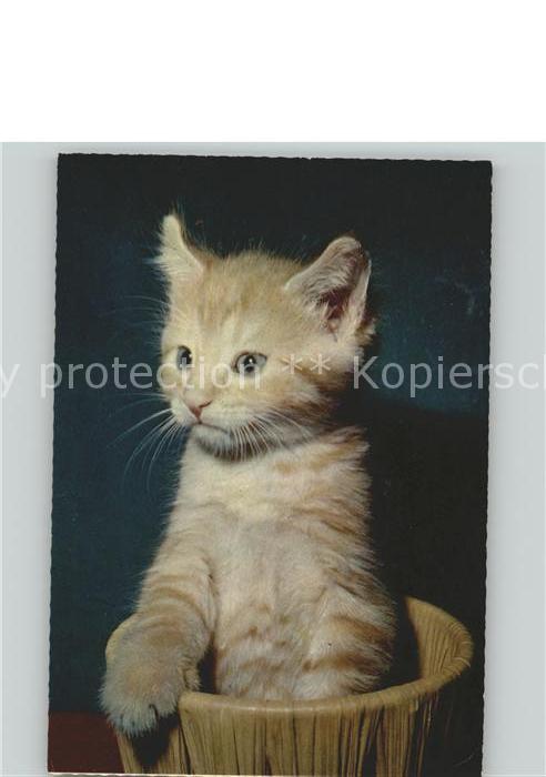 Katzen