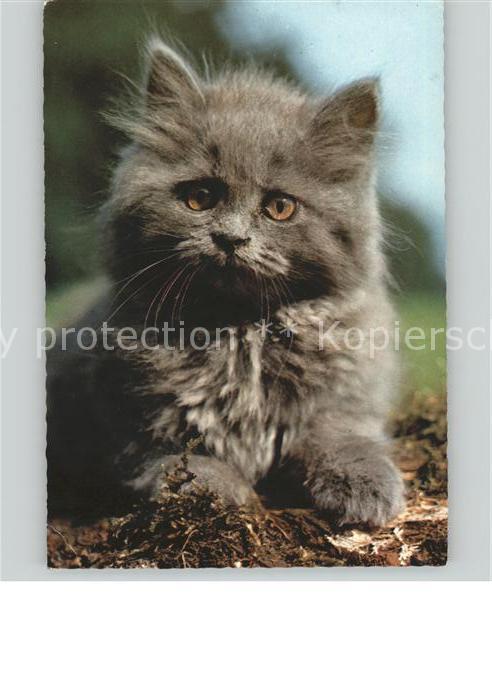 Katzen