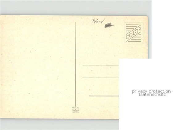 Pferde weiss – Bild 2