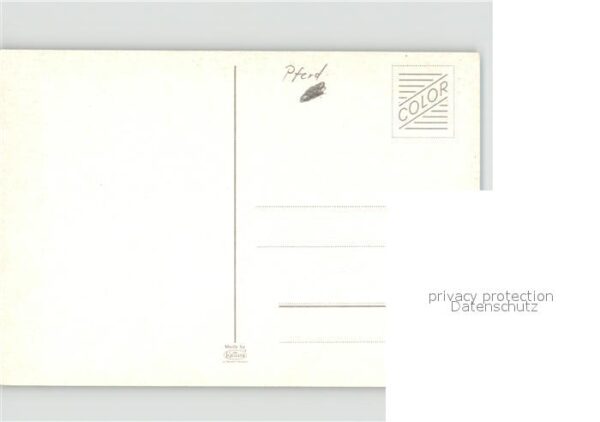 Pferde – Bild 2