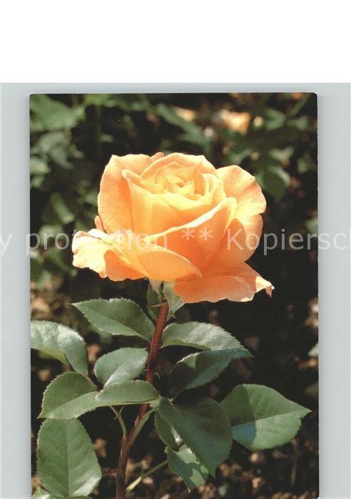 Rosen edelrose