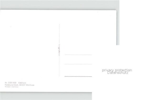 Rosen edelrose – Bild 2