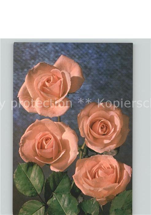 Rosen