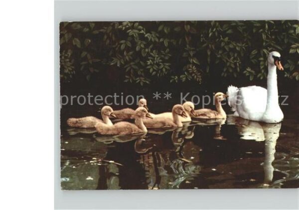 Enten Schwan