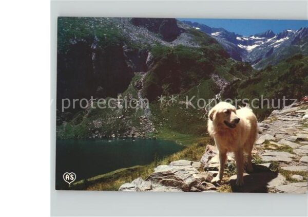 Hunde Berge Schnee