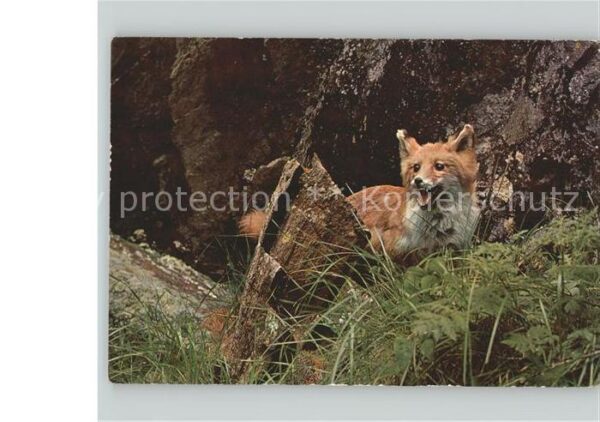 Fuchs Tiere