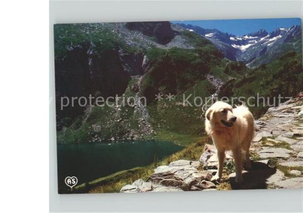 Hunde Berge