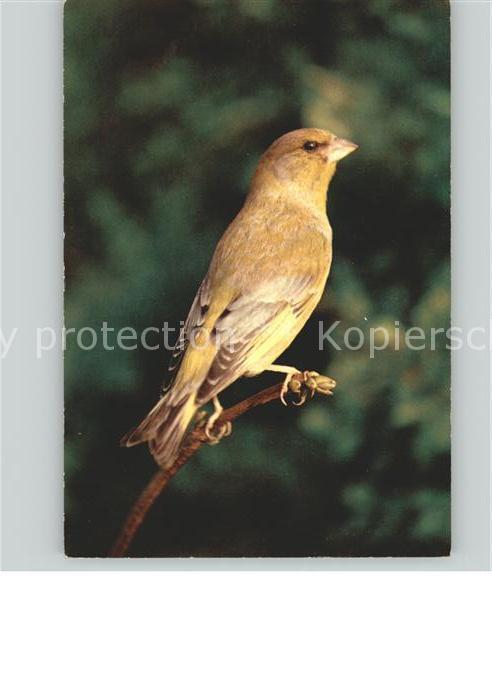 Voegel