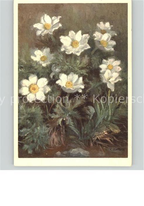 Zeltner C. Nr. 104 Blumen