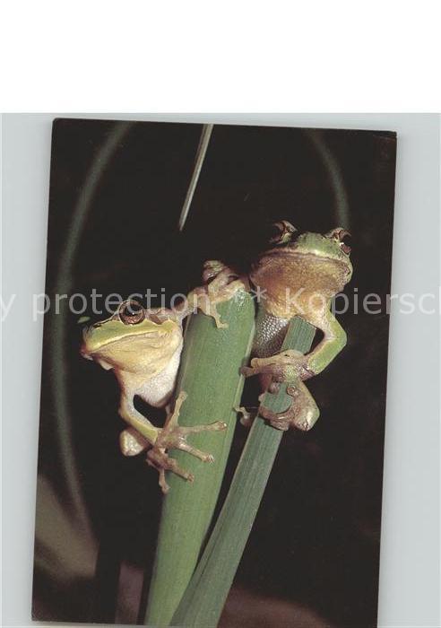 Froesche