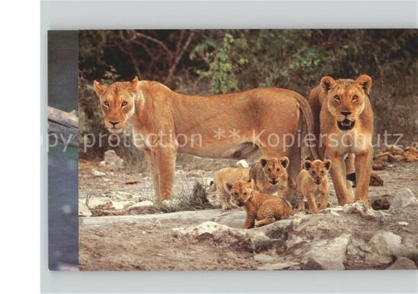 Tiere Löwen Familie