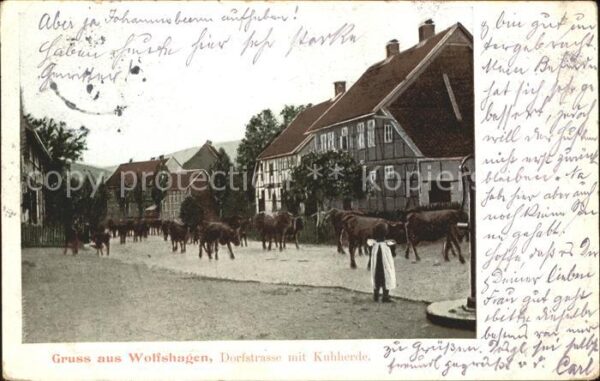 Wolfshagen Harz Dorfstrasse mit Kuhherde